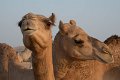 Abu Dhabi Camels